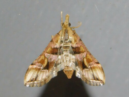 Diasemia lunalis