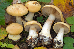 Cortinarius cliduchus