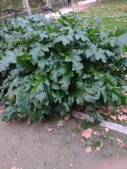 Acanthus mollis