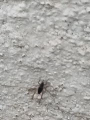 Eunemobius carolinus