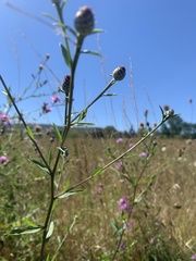 Centaurea nigrescens