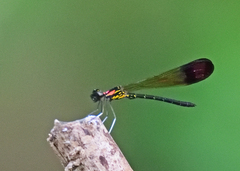 Heliocypha bisignata