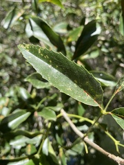 Fraxinus berlandieriana