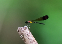 Heliocypha bisignata