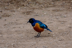 Lamprotornis superbus