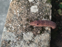 Hippotion celerio