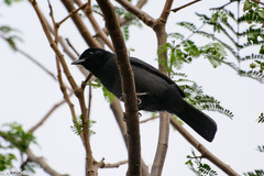 Laniarius funebris