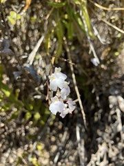 Ionopsis utricularioides