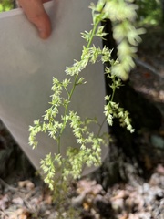 Stenanthium gramineum