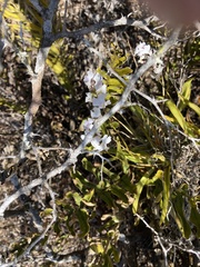 Ionopsis utricularioides