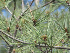 Pinus leiophylla