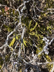 Ionopsis utricularioides