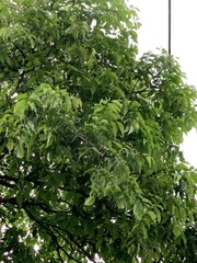 Eugenia candolleana
