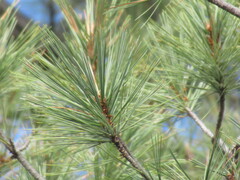 Pinus leiophylla