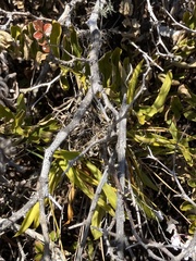 Ionopsis utricularioides