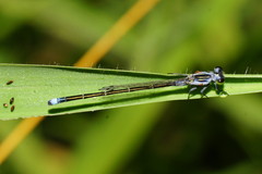 Ischnura pruinescens