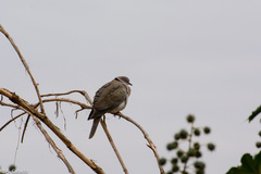 Streptopelia decipiens