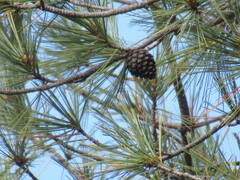 Pinus leiophylla