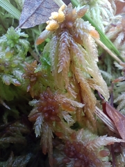 Sphagnum