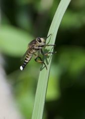 Promachus yesonicus