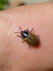 Poecilaspidella vittifera