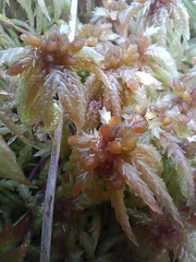 Sphagnum