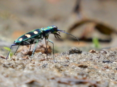 Cosmodela batesi
