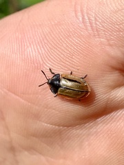 Poecilaspidella vittifera