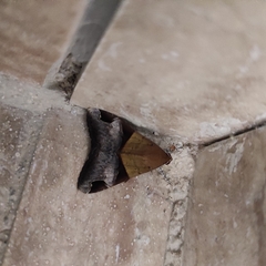 Melipotis fasciolaris