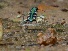 Cosmodela batesi