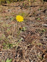 Bradburia pilosa