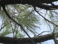 Pinus leiophylla