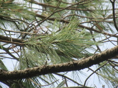 Pinus leiophylla