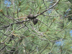 Pinus leiophylla