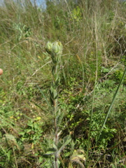 Potentilla recta pilosa
