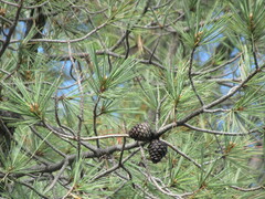 Pinus leiophylla
