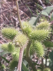 Xanthium orientale
