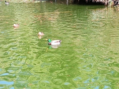 Anas platyrhynchos platyrhynchos