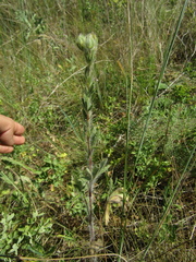 Potentilla recta pilosa