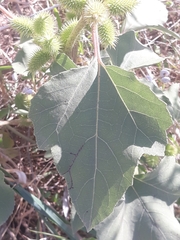Xanthium orientale