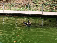 Anas platyrhynchos platyrhynchos