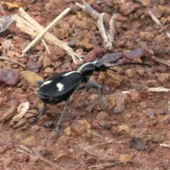 Cypholoba graphipteroides