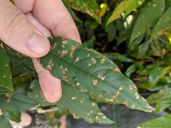 Wilsonomyces carpophilus