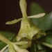 Florida Star Orchid - Photo (c) mlarocque1962, some rights reserved (CC BY-NC)