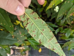 Wilsonomyces carpophilus