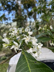 Tabernaemontana catharinensis