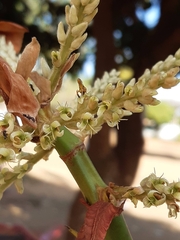 Tetragonisca angustula