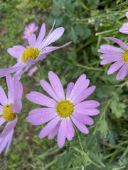 Chrysanthemum sinuatum