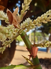 Tetragonisca angustula