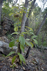 Gmelina dalrympleana